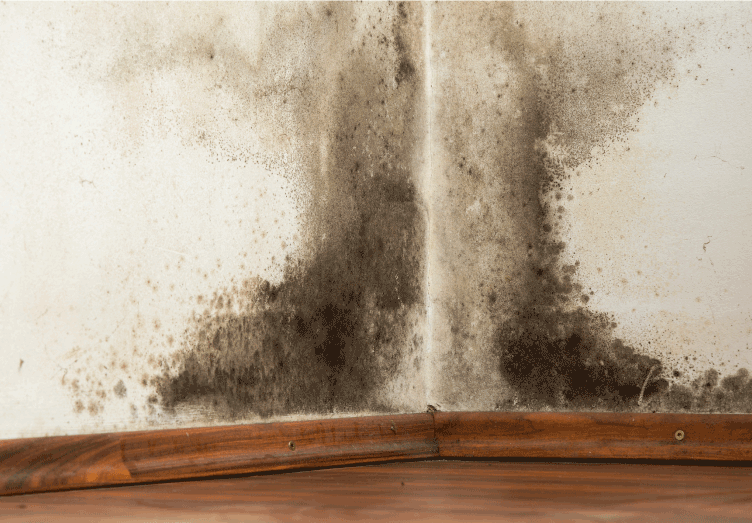 Mold Removal Services